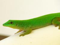 Seychellen Taggecko - Praslin